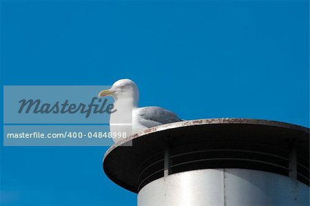 seagull resting on a chimney in the harbor