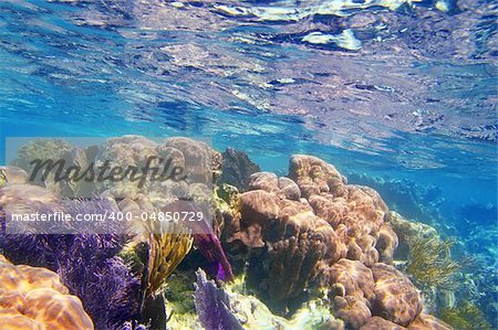 Caribbena coral reef Mayan riviera colorful species underwater treasure