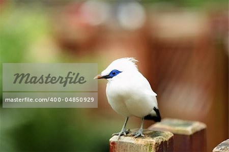 Bali Starling