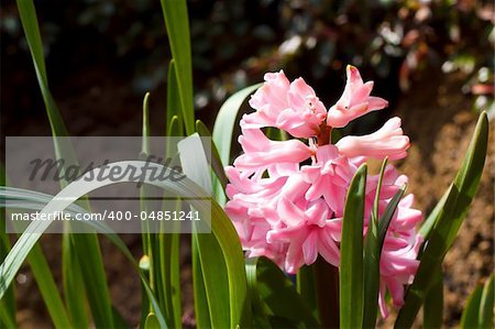 pink hyacinth in spring garden in sunny day
