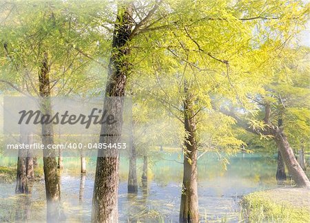 Nature background autumn forest near pond with mist in daytime.