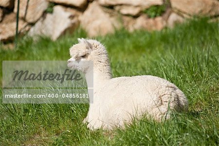White fluffy Alpaka lying in the Grass