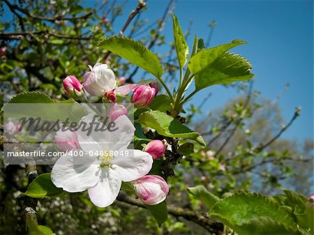 An image of a beautiful apple blossom