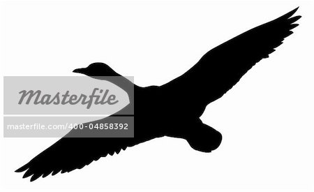 vector silhouette flying ducks on white background