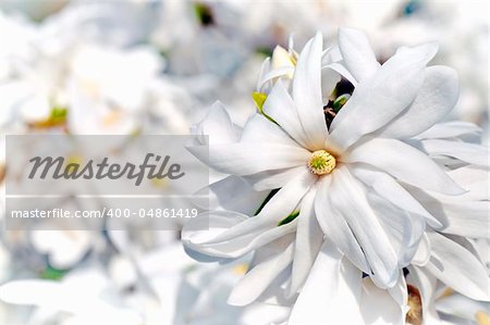 White magnolia flower detail in spring blooming