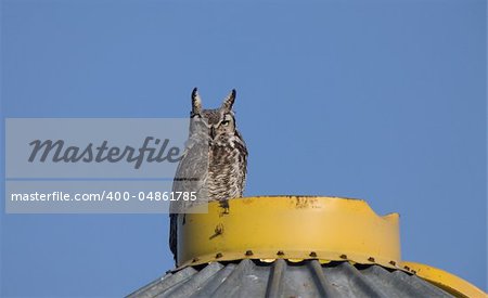 Great Horned Owl on Granary Saskatchewan