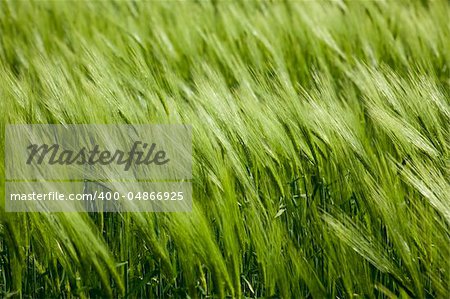 green wheat and windy weather / summer field /  background