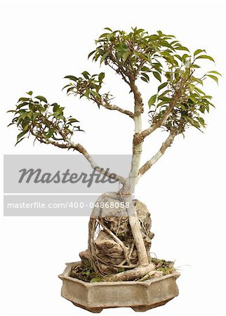 Bonsai plant in a pot isolated on white background