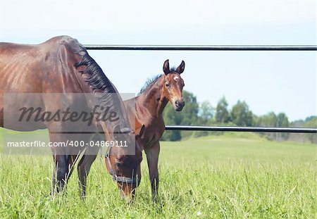 little foal with mother in paddock outdoor sunny day