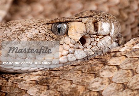 Western Diamondback Rattlesnake (Crotalus atrox).