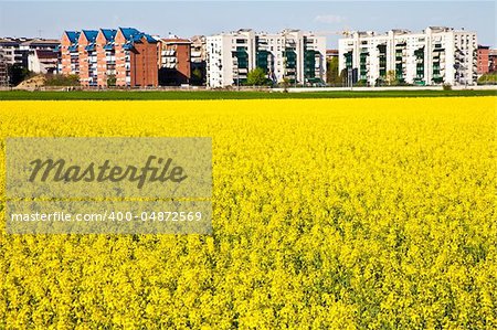 Field of yellow flowers in spring season close to the border of the city