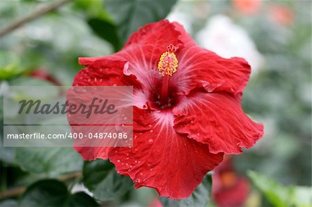 Chinese hibiscus in a garden