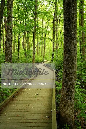 a Wooden bridge through the forest