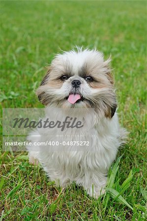 Cute funny shih tzu breed dog outdoors in a park