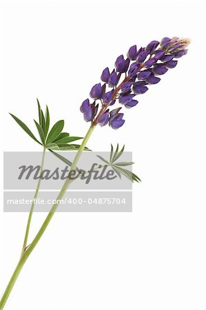 Closeup of pink lupine with long stem on white background