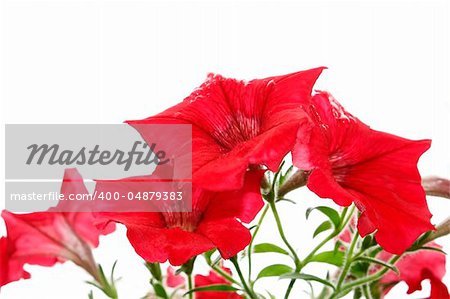 Red bright flowers after the rain. Isolated on the white background