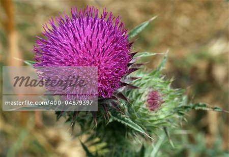 Pink Spear Thistle