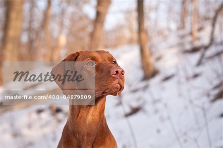 A close-up shot of a female Vizsla dog in a snowy field.