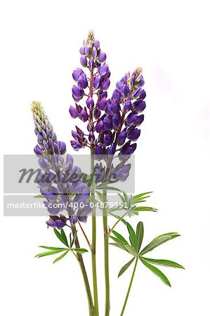 Closeup of purple lupines with long stem on white background