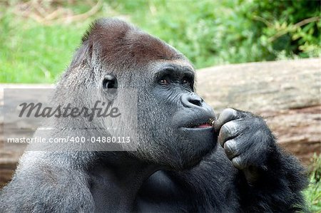 Gorilla with bown eyes thinking what to do