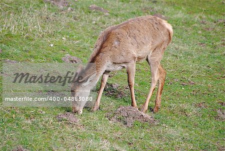 a deer in the middle of an alpine meadow