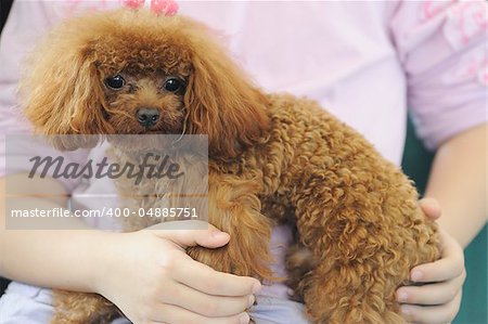 Asian kid holding a toy poodle dog in her arms