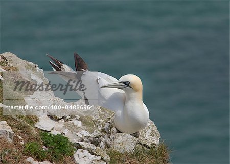 Gannet A Beautiful sea bird in nesting