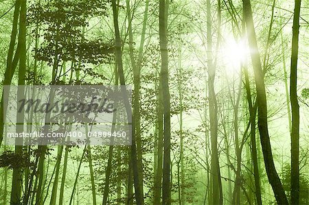 An image of a nice foggy forest background
