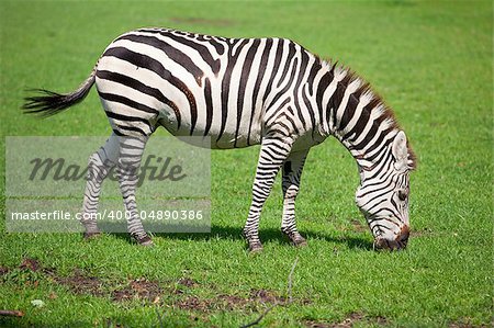 Zebra grazing in a meadow