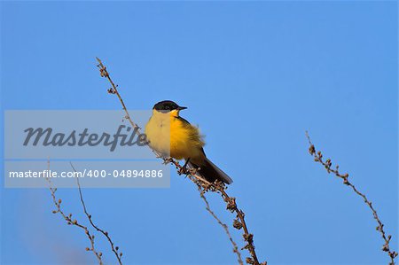 yellow wagtail warble on a tree twig