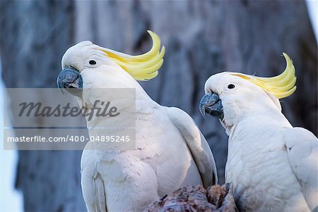 Australian birds, a pair of white cockatoo with yellow crest.