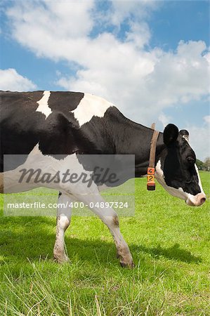 black with white frisian cow in a dutch meadow