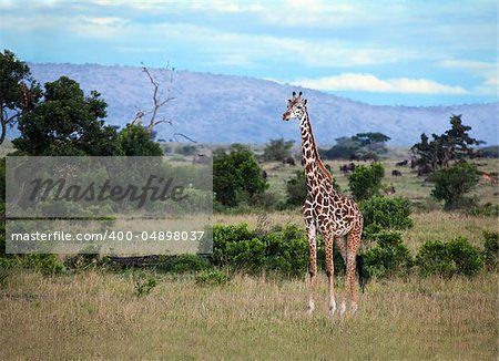 Masai Giraffe on the Masai Mara, Kenya