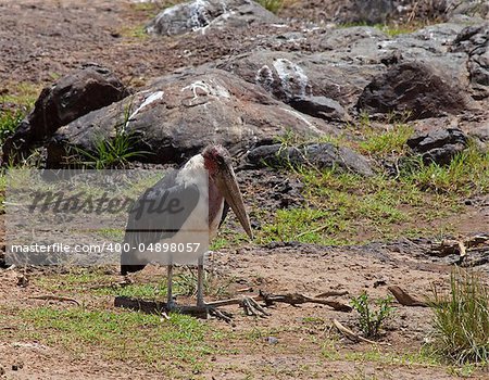 Marabou Stork near Mara River on Masai Mara