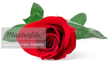 Red rose close-up isolated on white background