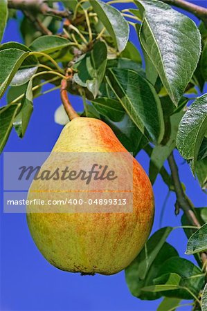 Ripe pear hanging on a branch among leaves