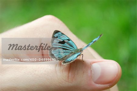 mariposa en mano