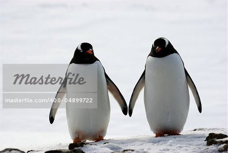 two penguins walk side by side, against the backdrop of the snow