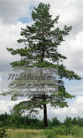 lone pine green against the sky
