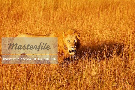 A lion (Panthera leo) on the Masai Mara National Reserve safari in southwestern Kenya.