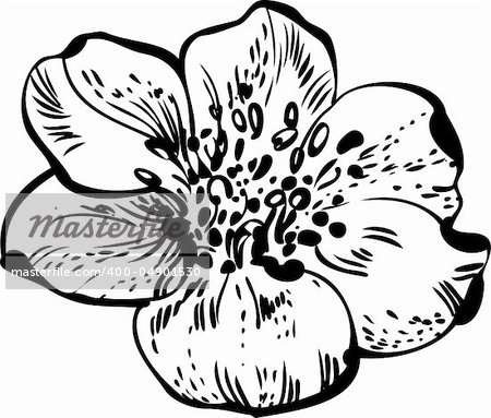 black and white drawing of flower buds blossoming