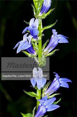 lobelia, medicinal plant of the American indians