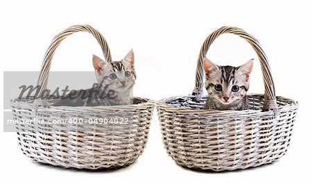 Adorable little kittens in baskets on white background with space for text