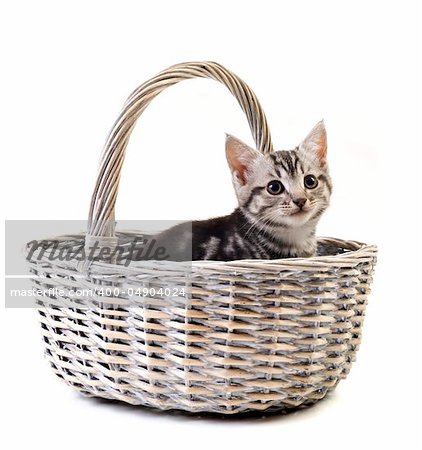 Adorable little kitten in basket on white background with space for text