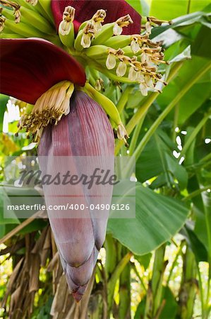 Banana blossom and bunch on tree inThailand