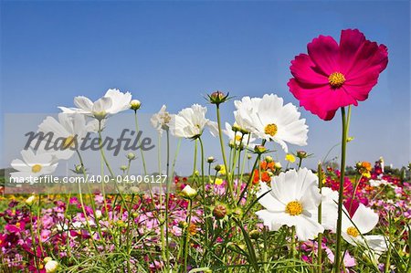 Blooming Cosmos flower garden  and blue sky