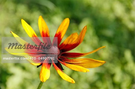 Coneflower (Rudbeckia). Decorative garden flower.