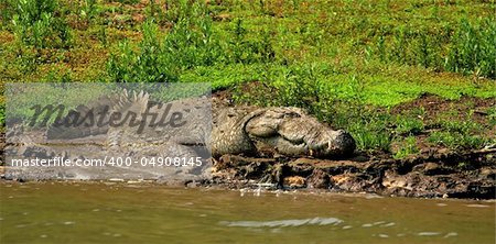 a 15 ft crocodile sleeping in mahanadi river bed.