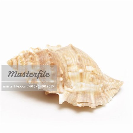 A macro shot of a sea shell isolated on white.