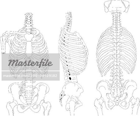 Drawing skeletons on a white background, medical illustration